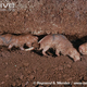 Image for article titled 10 Reasons Naked Mole Rats Will Inherit the Earth